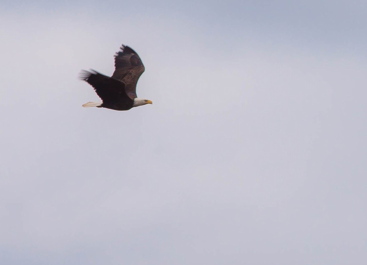 Itsas arrano buruzuria - ML647009969