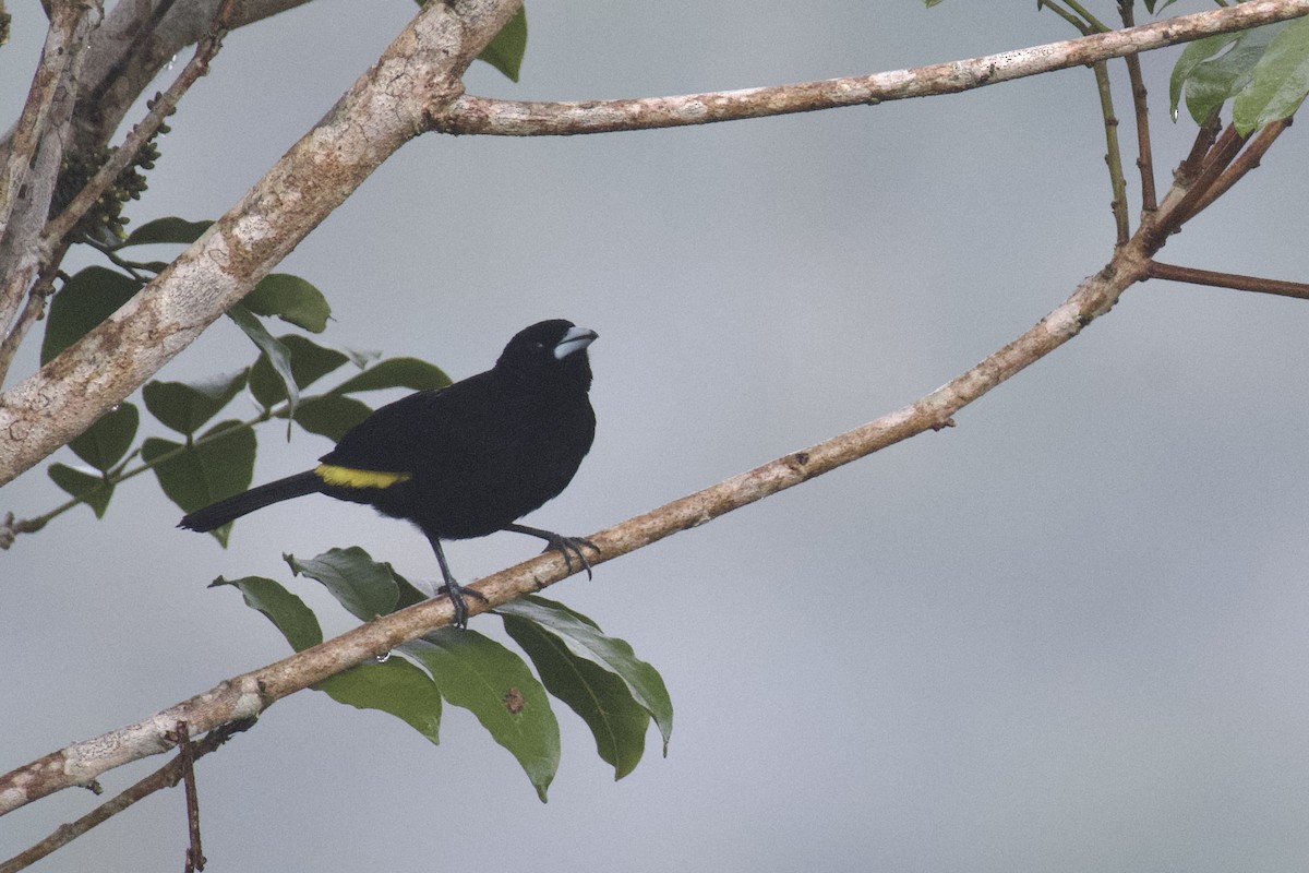 Flame-rumped Tanager (Lemon-rumped) - ML647009970