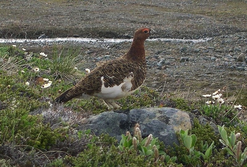 Willow Ptarmigan - ML647009971
