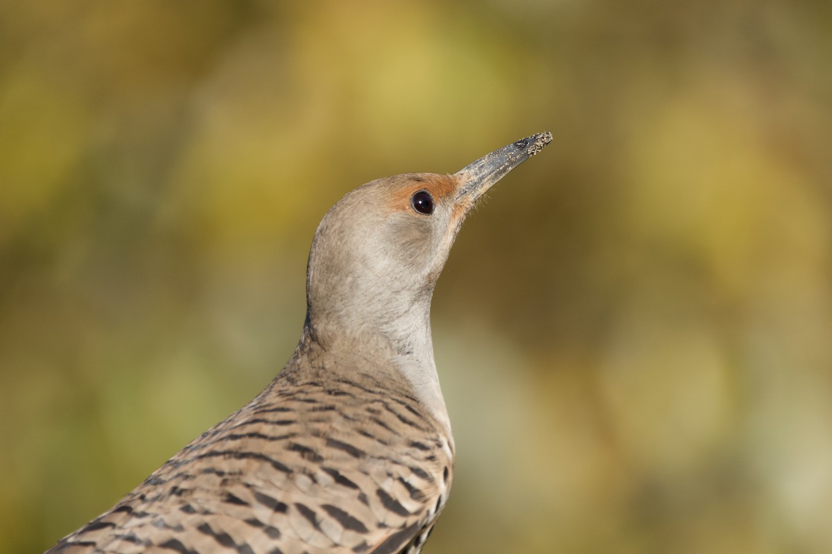 Northern Flicker (Red-shafted) - ML647009973