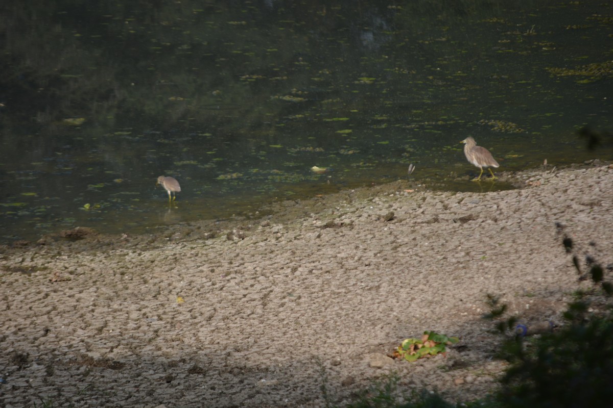 Indian Pond-Heron - ML647009974