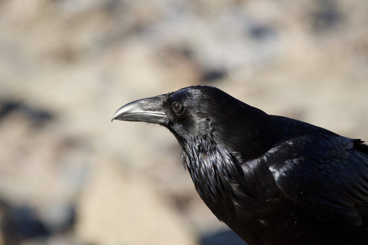 Corvo imperiale - ML647009975