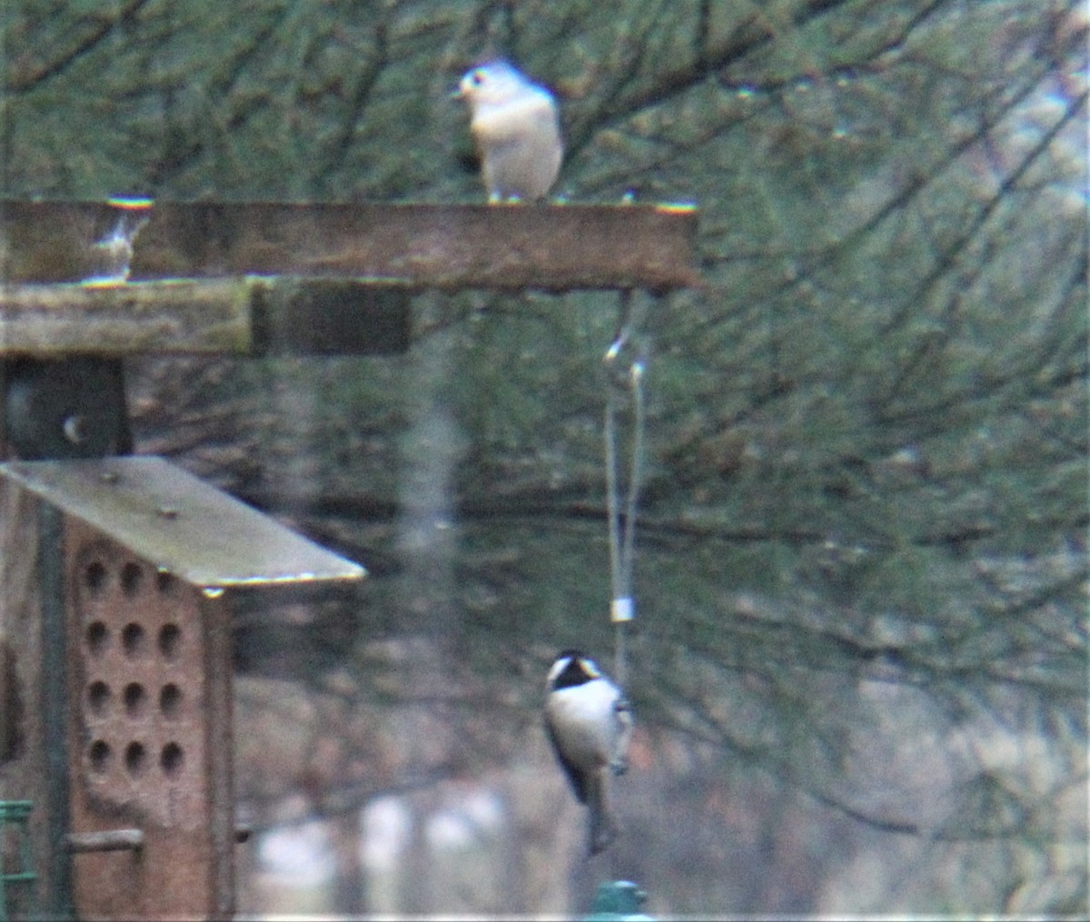 Carolina Chickadee - ML647009976