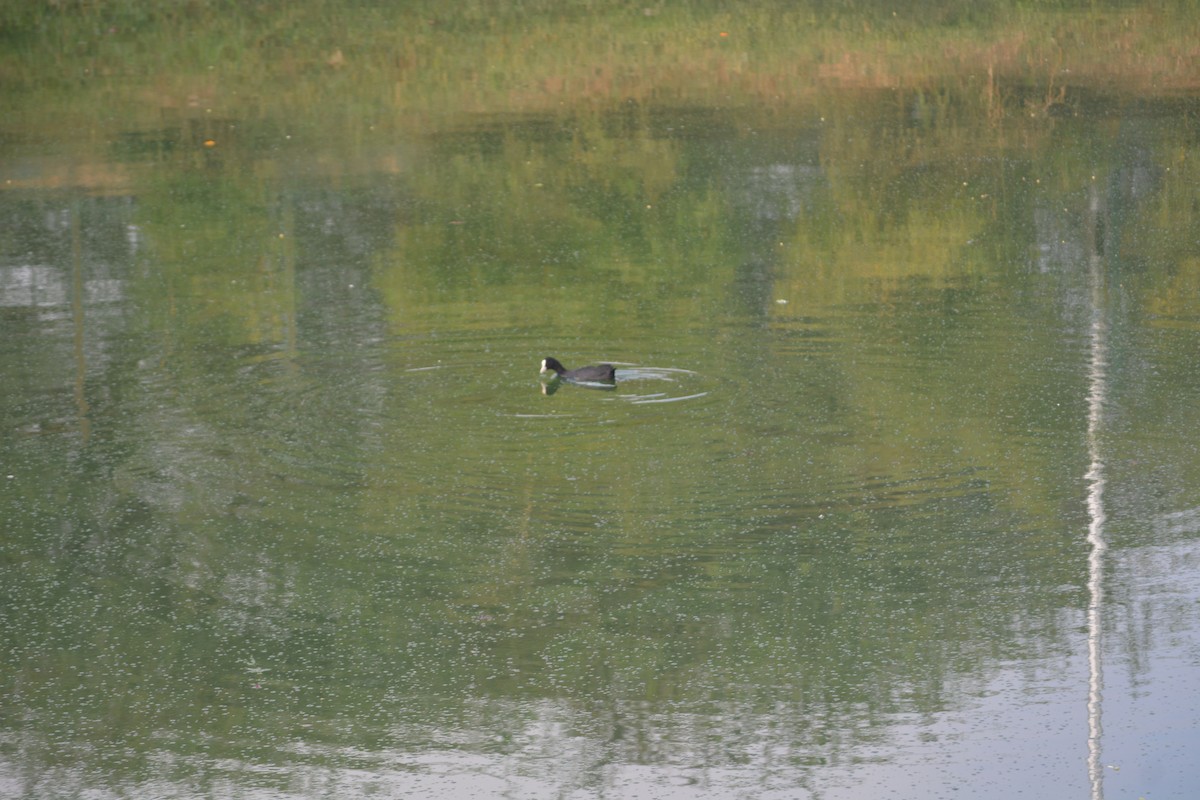 Eurasian Coot - ML647009982
