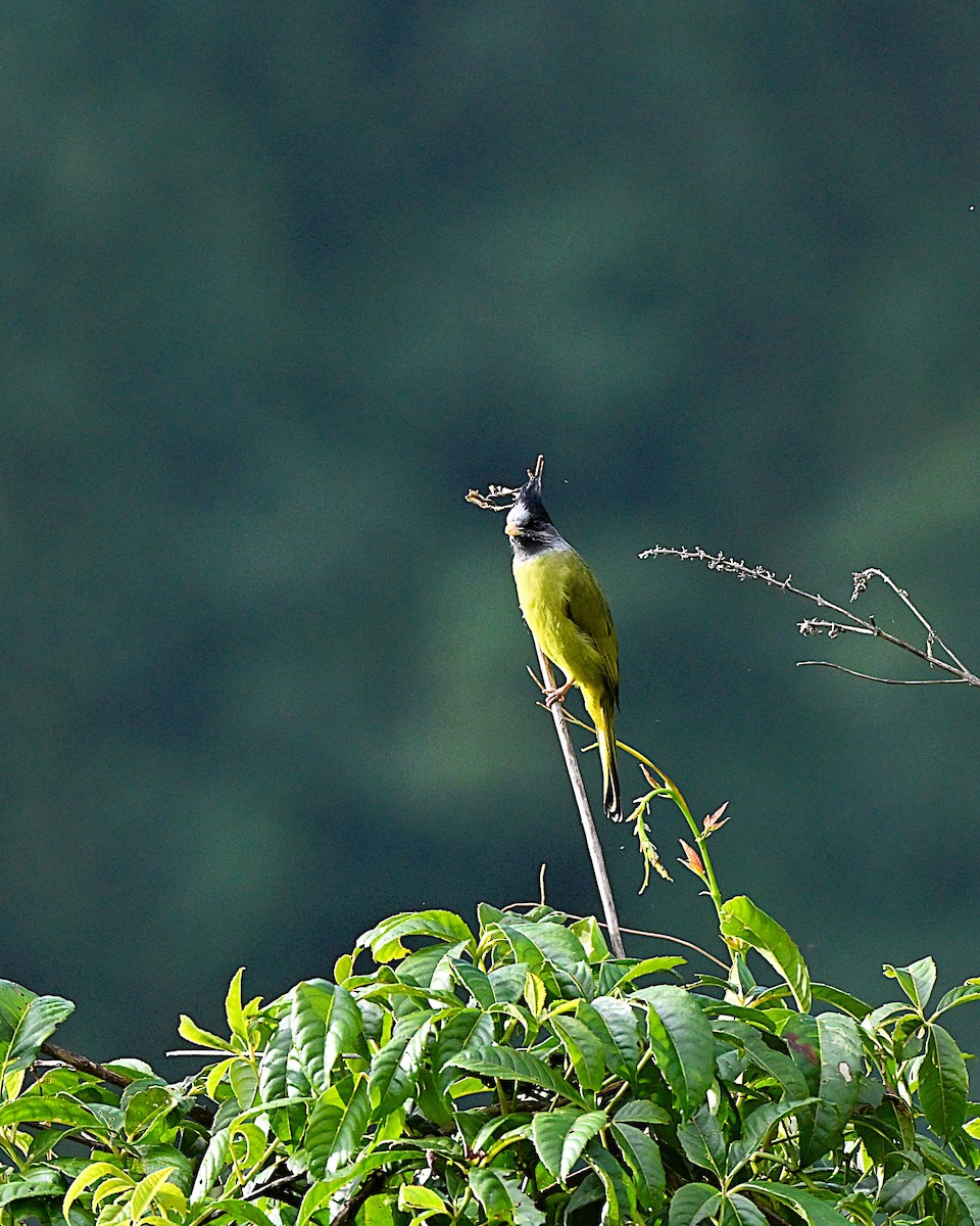 カンムリカヤノボリ - ML647009994