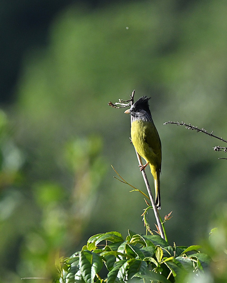 カンムリカヤノボリ - ML647009995