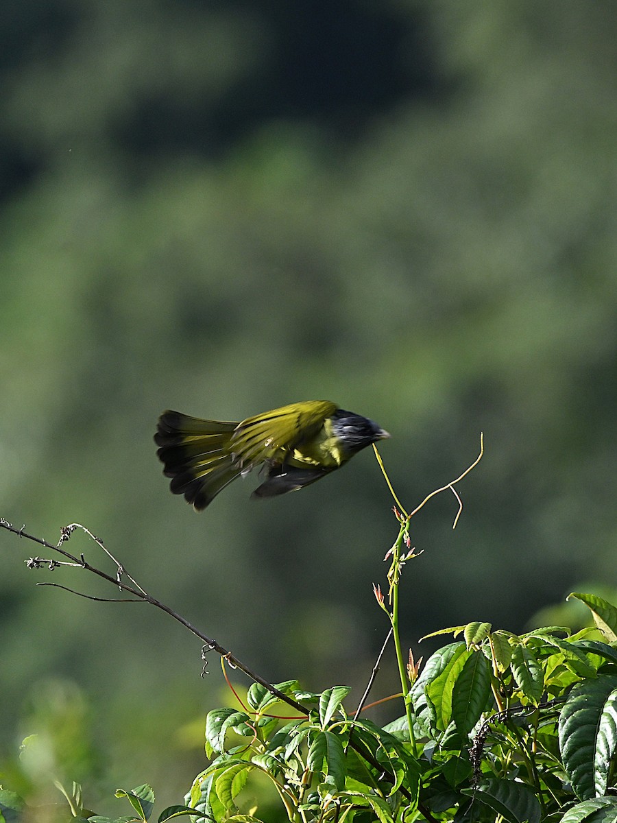 カンムリカヤノボリ - ML647009996