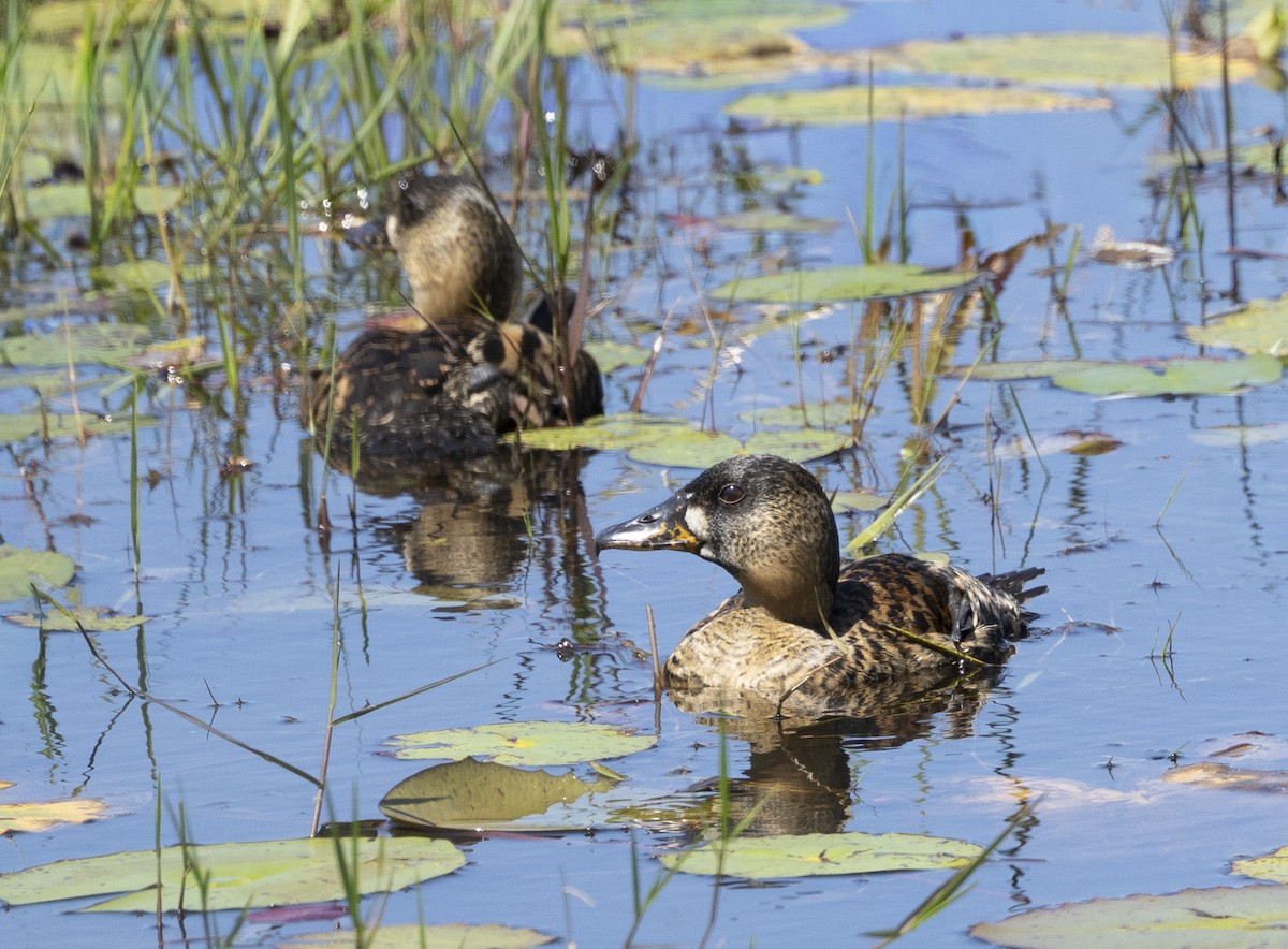 White-backed Duck - ML647009997