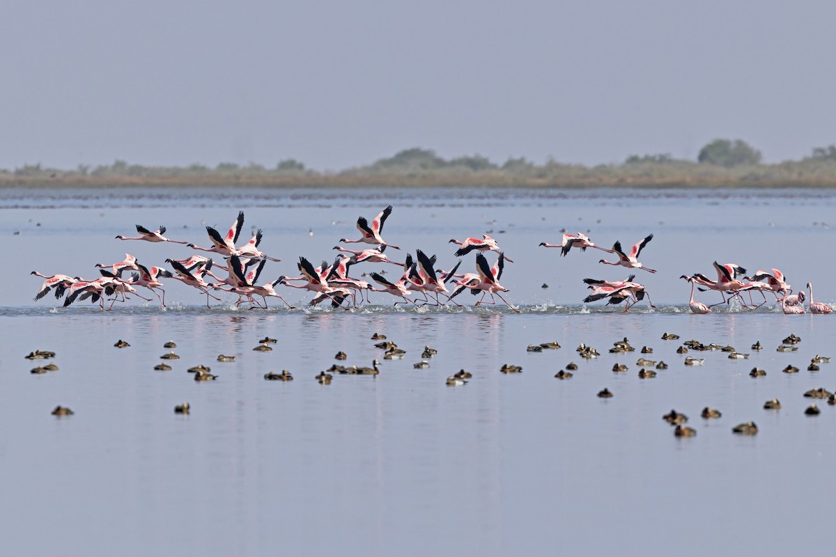 Lesser Flamingo - ML647010008
