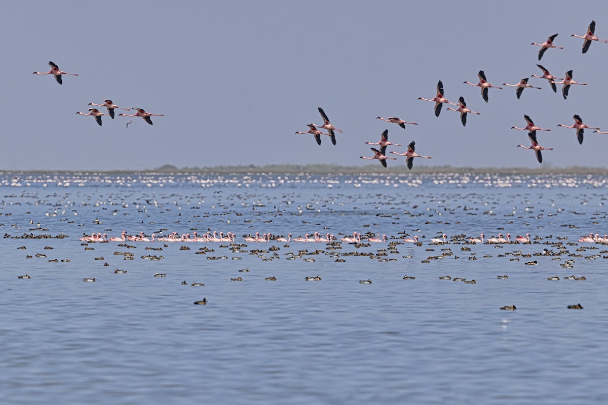 Lesser Flamingo - ML647010009