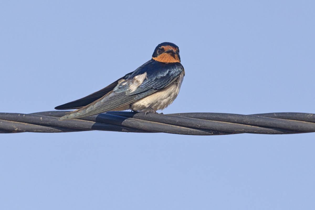 Singschwalbe - ML647010013