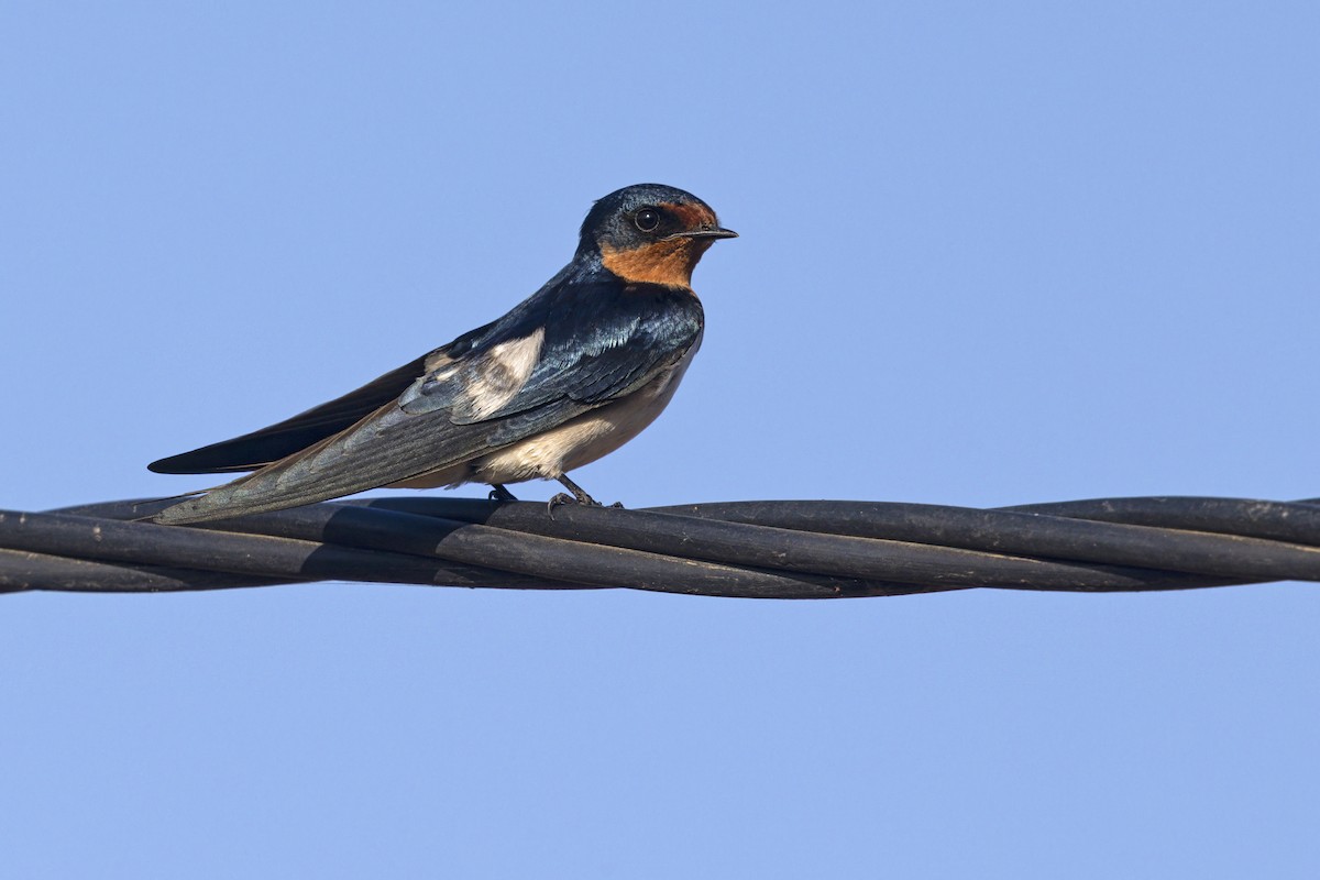 Singschwalbe - ML647010014