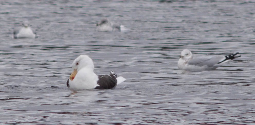 Great Black-backed Gull - ML647010018