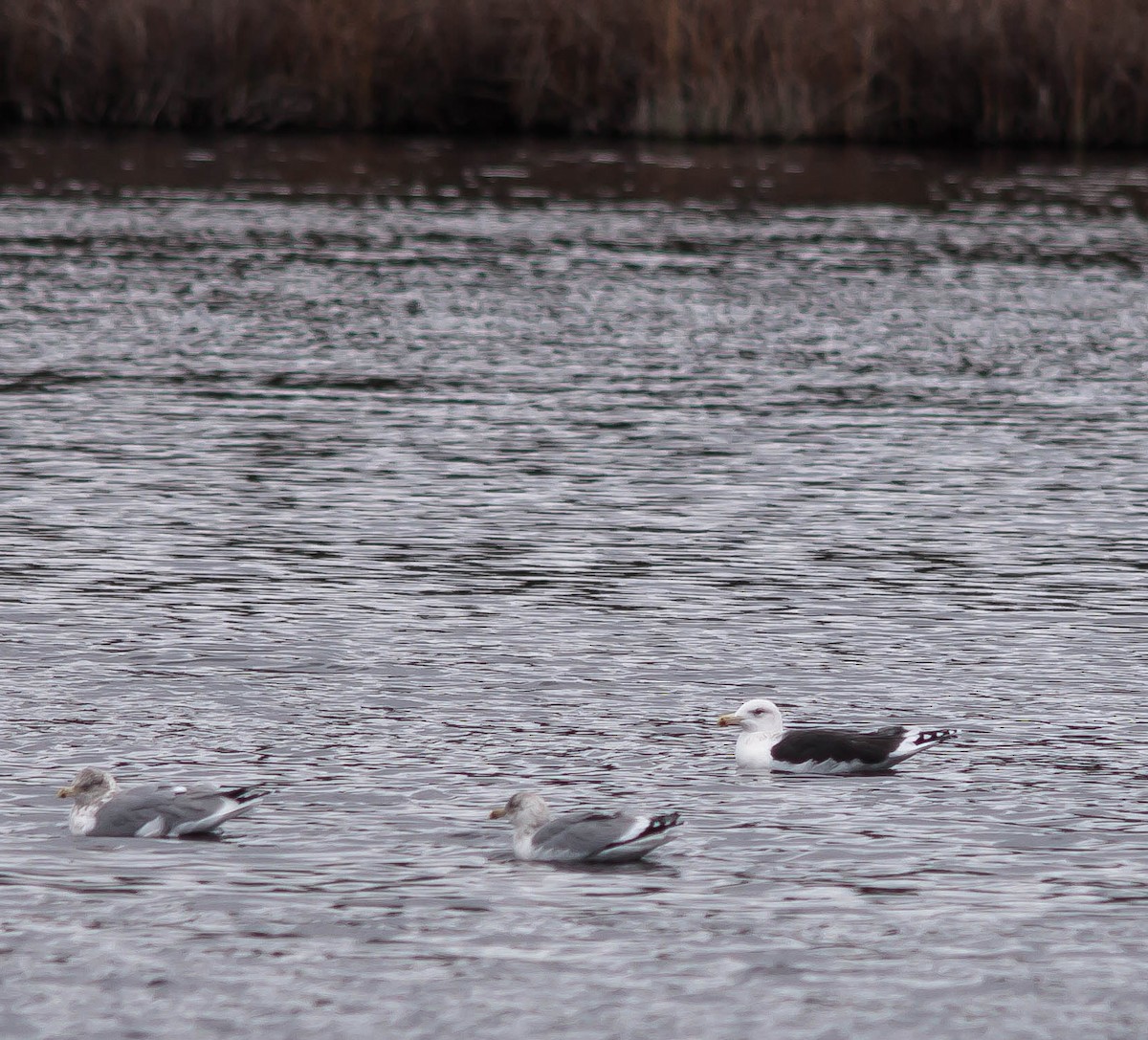 Great Black-backed Gull - ML647010019