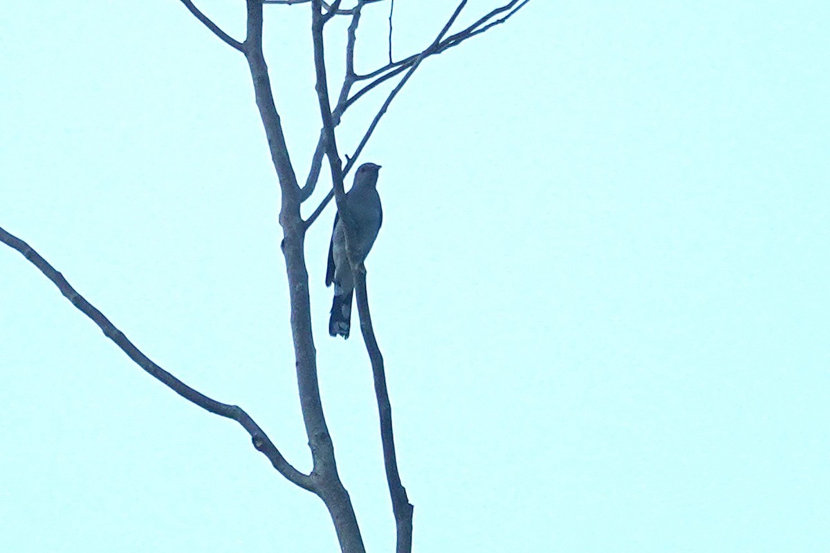 Black-winged Cuckooshrike - ML647010020