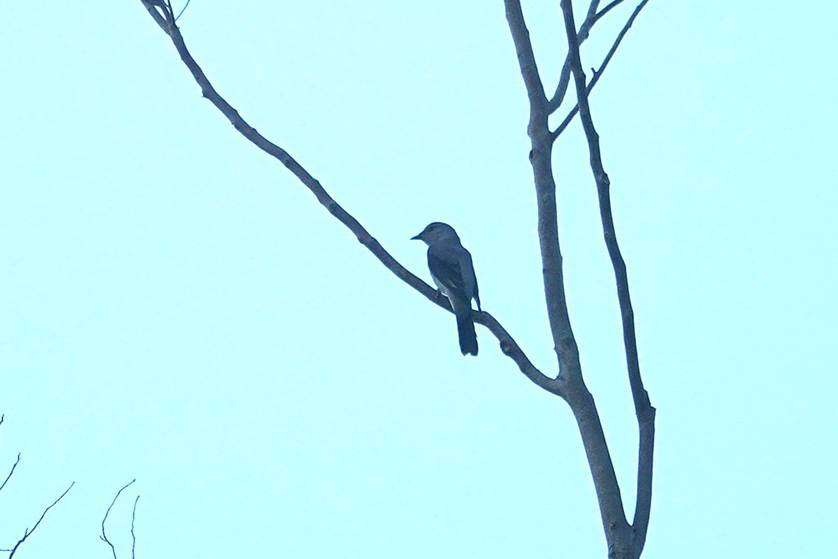 Black-winged Cuckooshrike - ML647010021