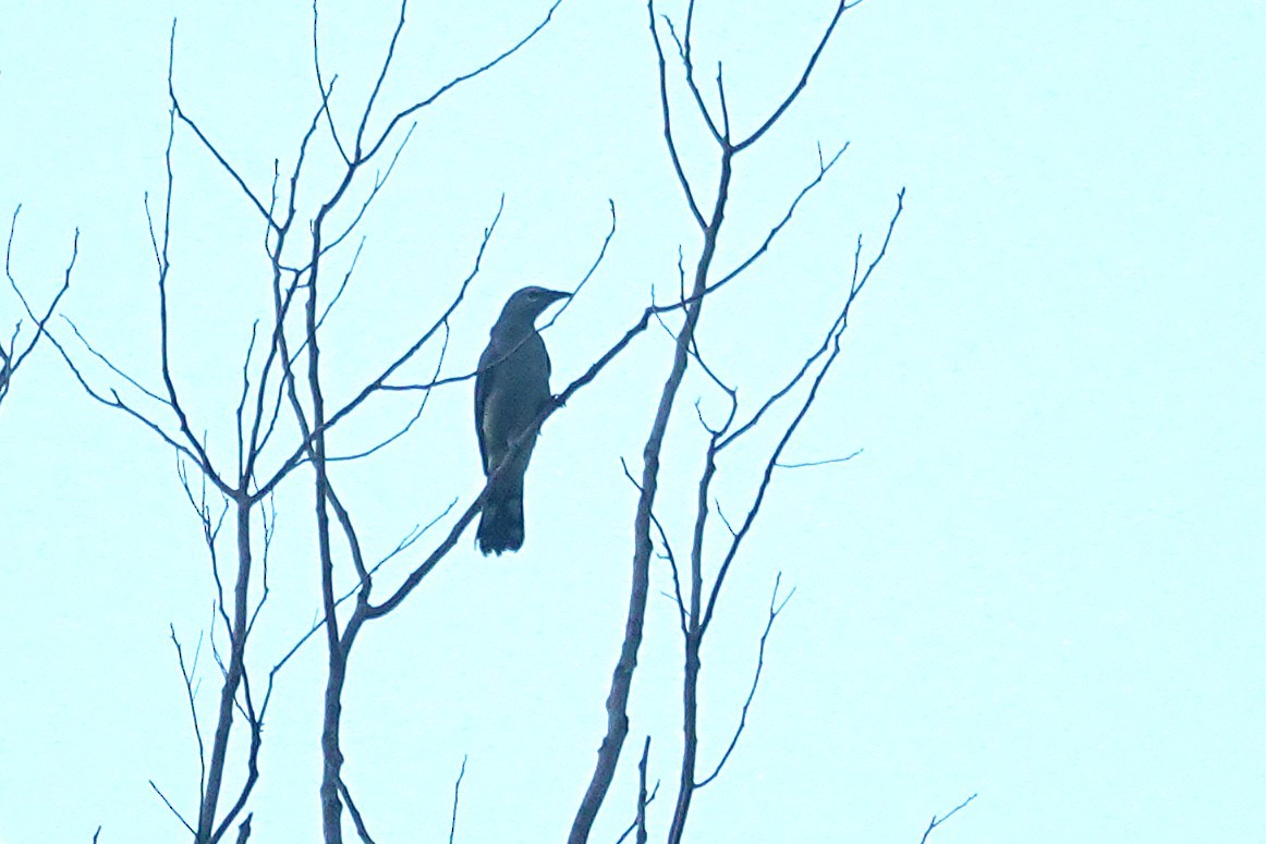 Black-winged Cuckooshrike - ML647010022