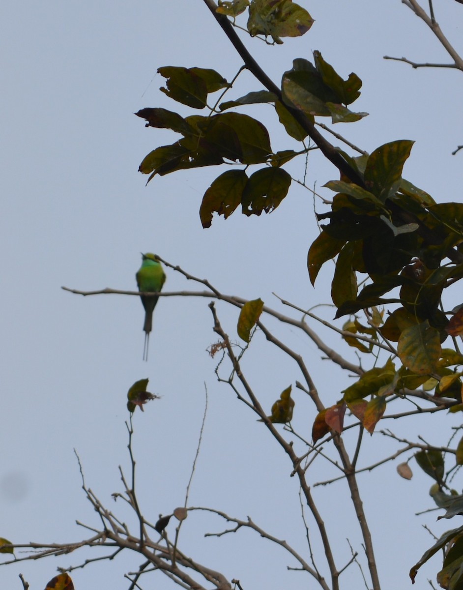 Asian Green Bee-eater - ML647010025