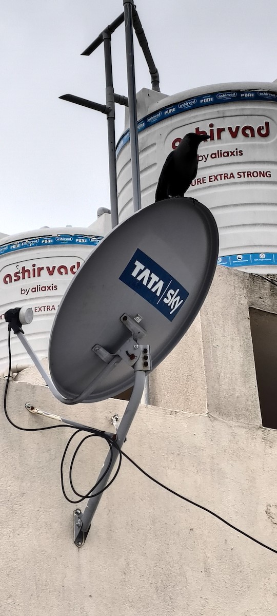 House Crow - ML647010035