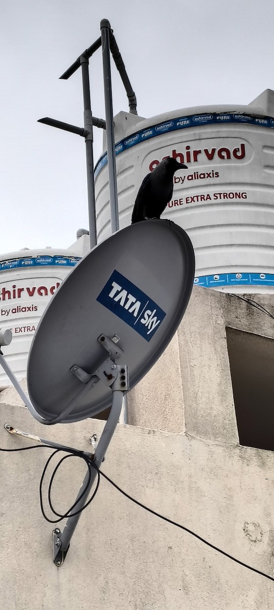 House Crow - ML647010036