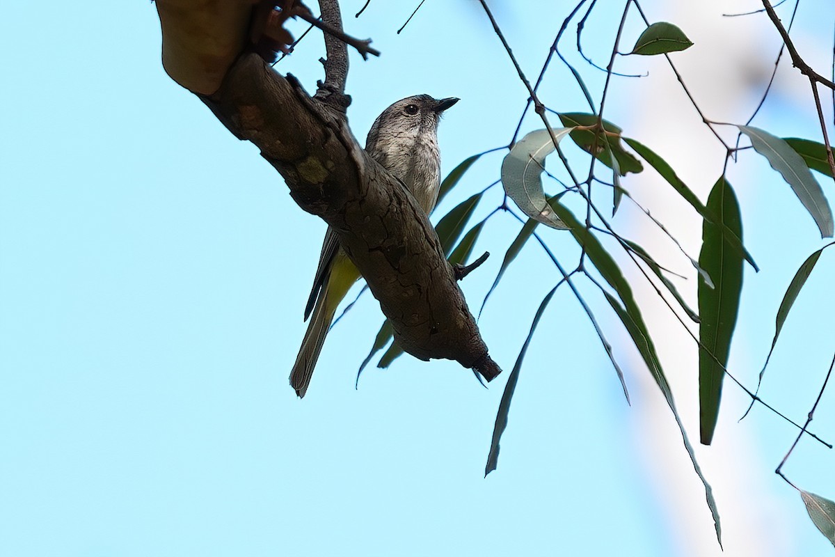 Golden Whistler (Eastern) - ML647010049
