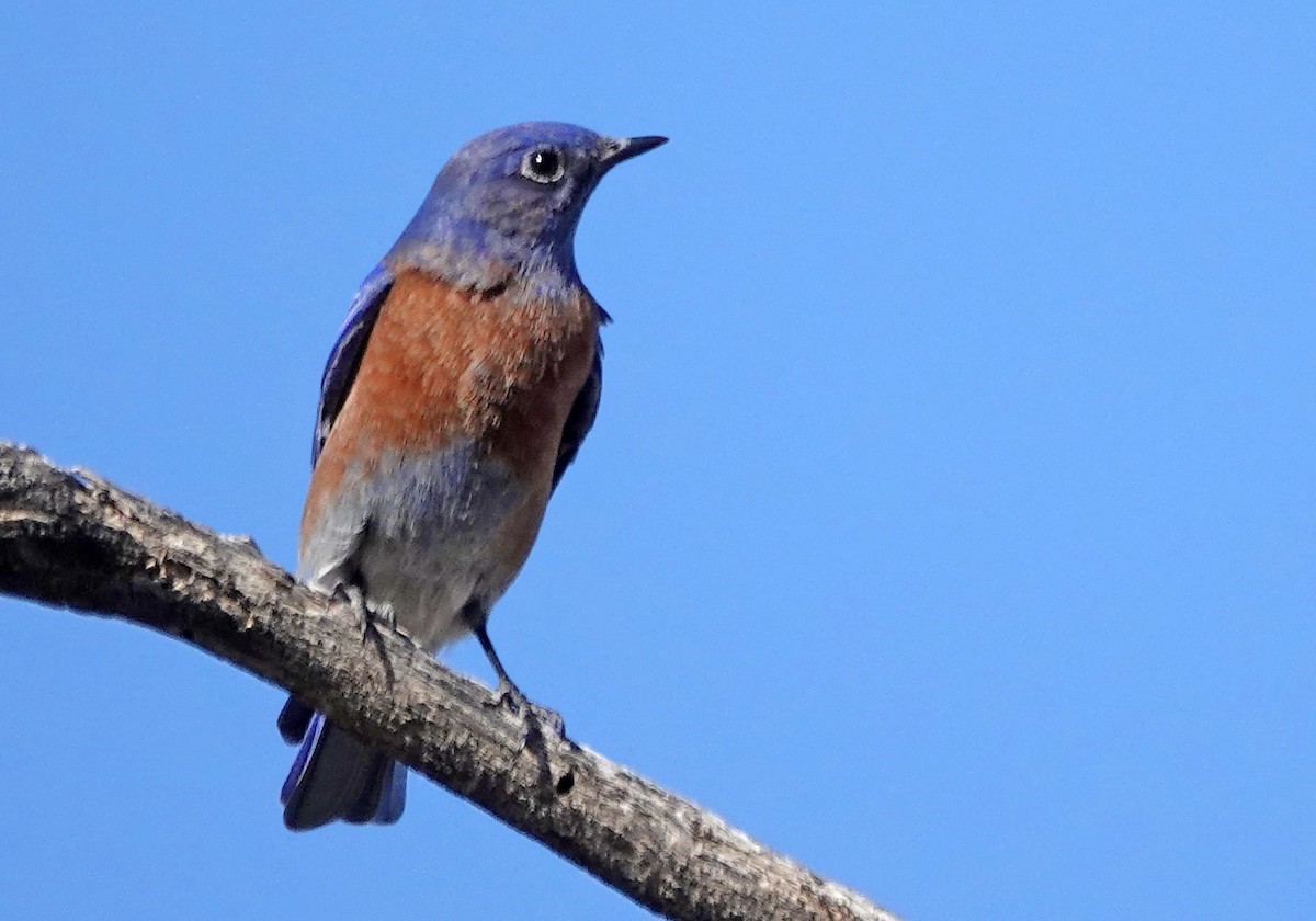 Western Bluebird - ML647010054