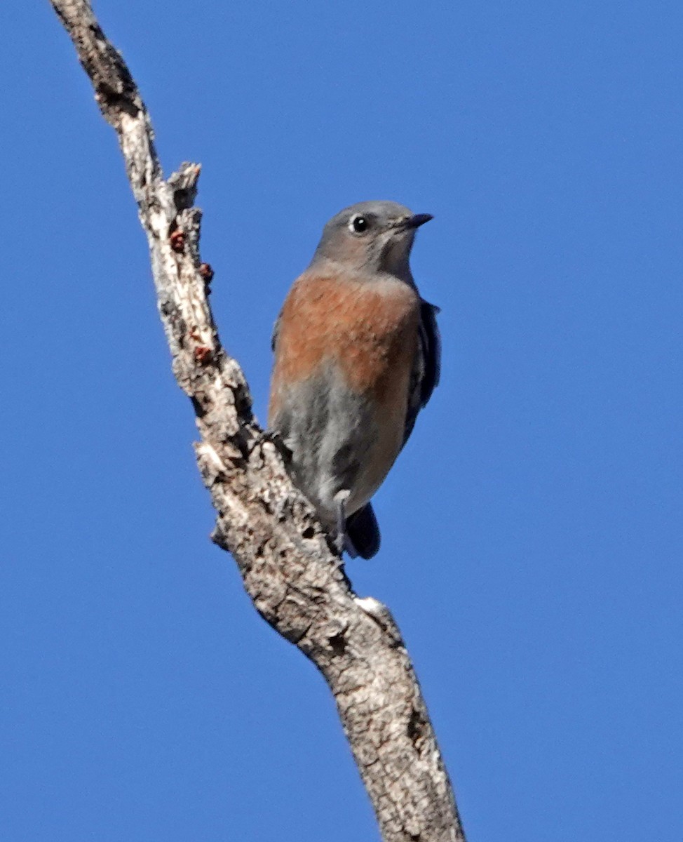 Western Bluebird - ML647010064