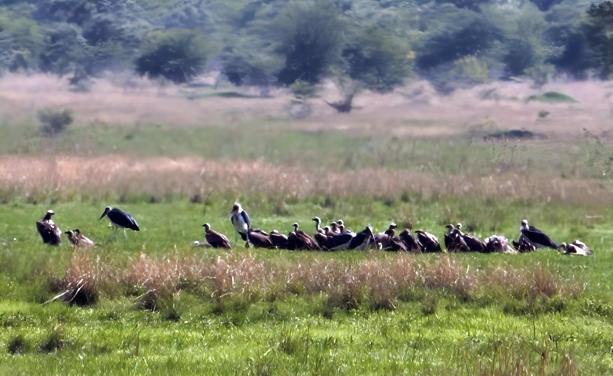 White-backed Vulture - ML647010067