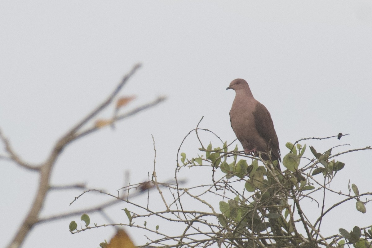 Ruddy Pigeon (Berlepsch's) - ML647010087