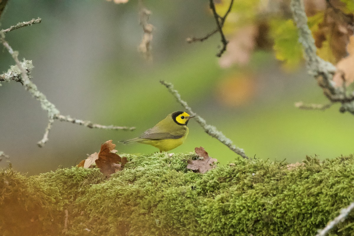 Hooded Warbler - ML647010089