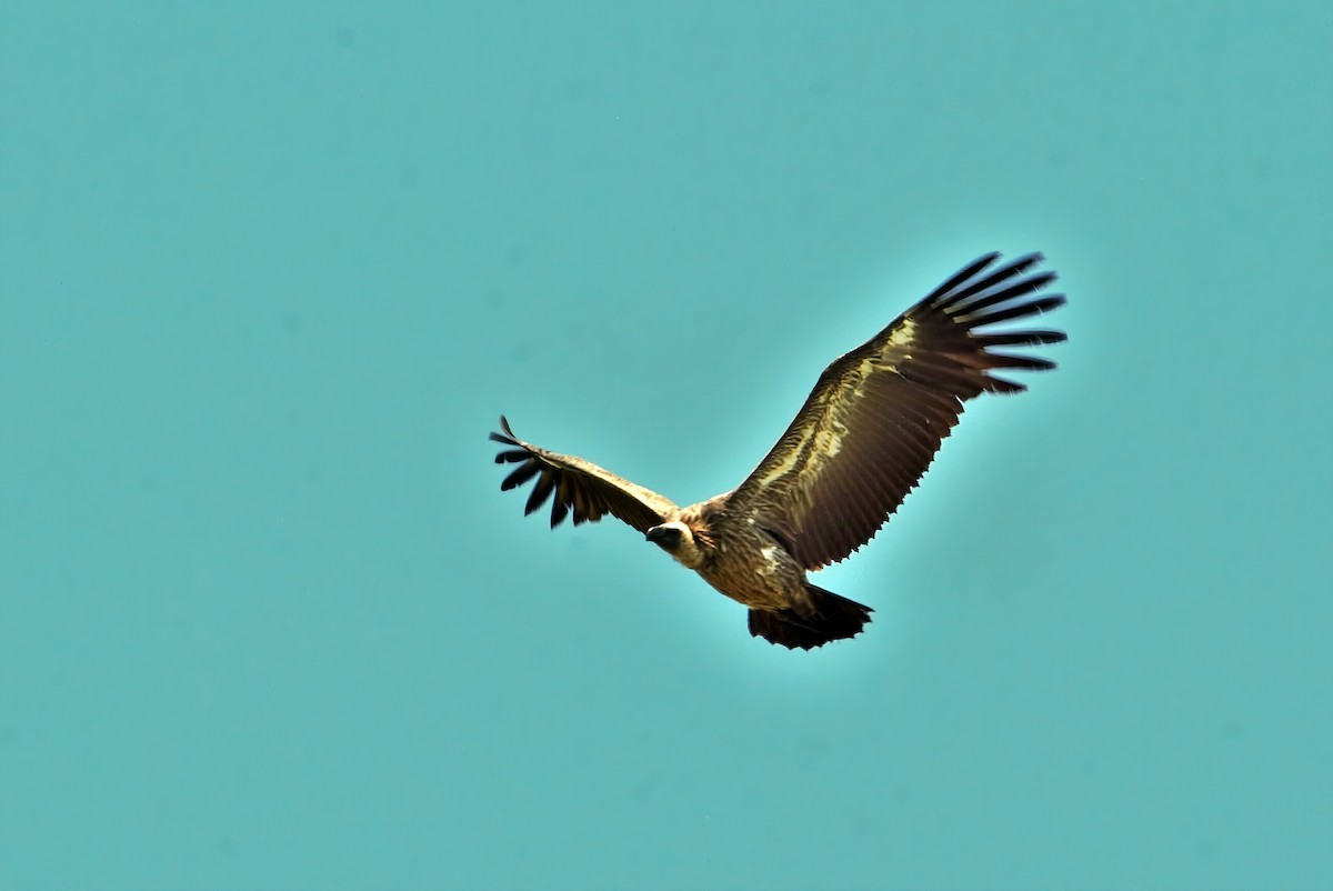 White-backed Vulture - ML647010091