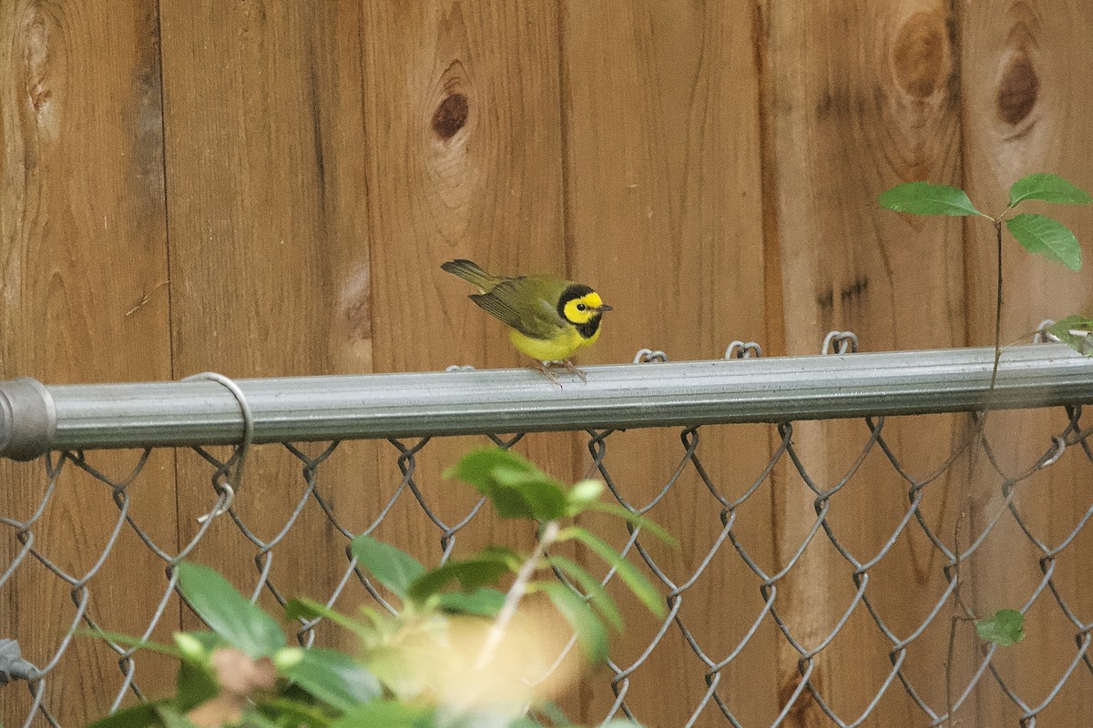 Hooded Warbler - ML647010092