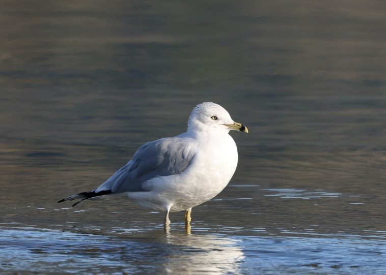 Ringschnabelmöwe - ML647010094