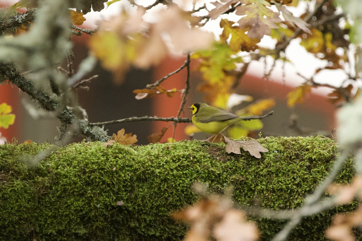 Hooded Warbler - ML647010096