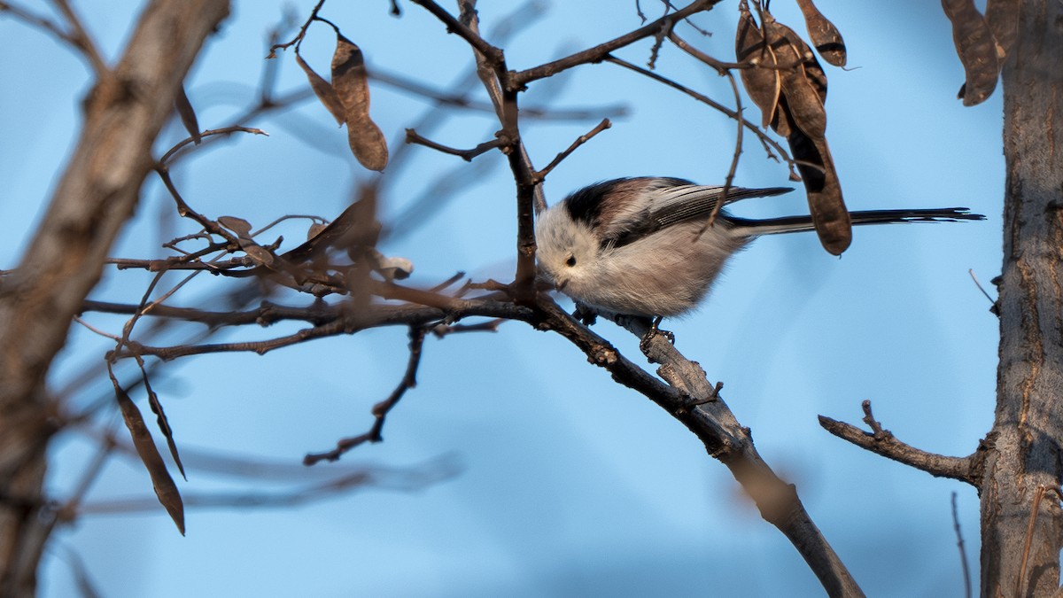 mlynařík dlouhoocasý - ML647010099