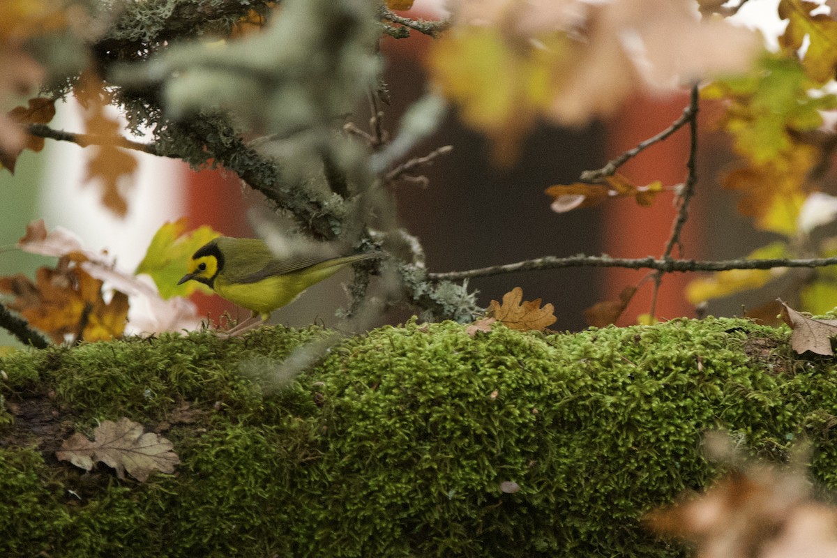 Hooded Warbler - ML647010105