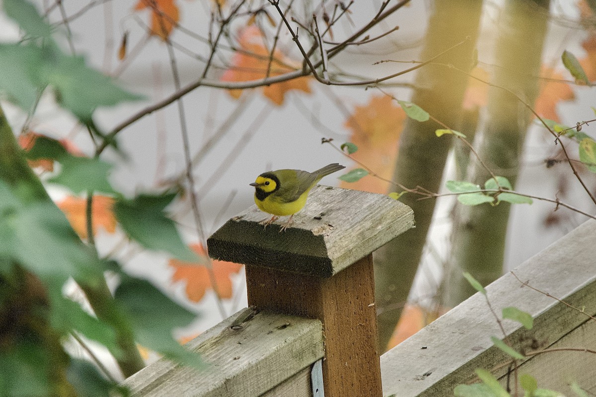 Hooded Warbler - ML647010119