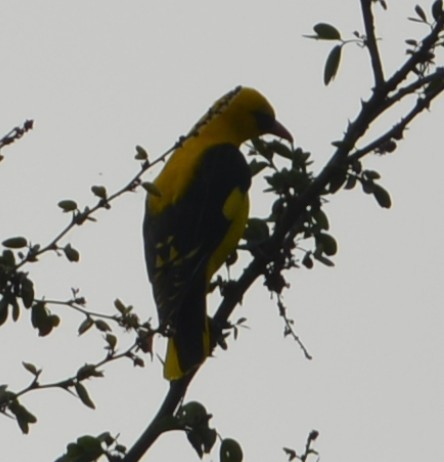 Вивільга індійська - ML647010126