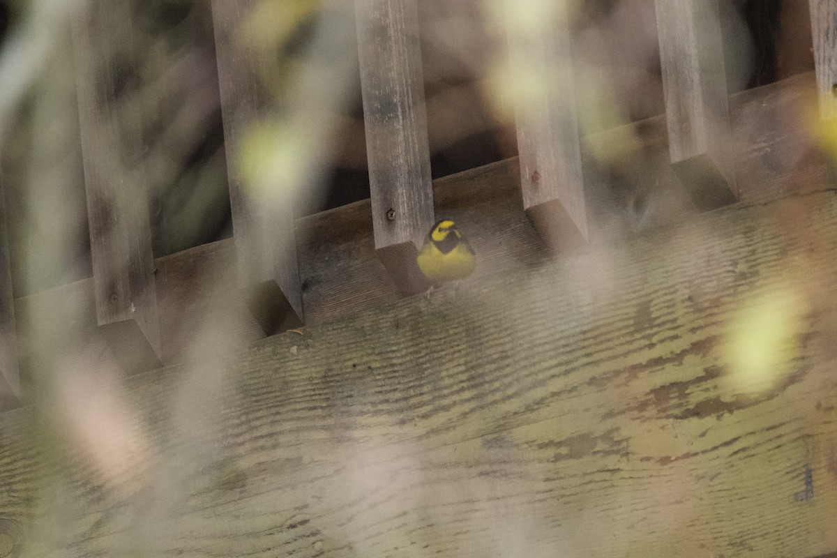 Hooded Warbler - ML647010127