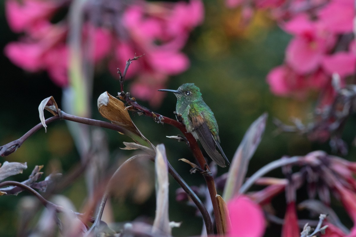Stripe-tailed Hummingbird - ML647010128