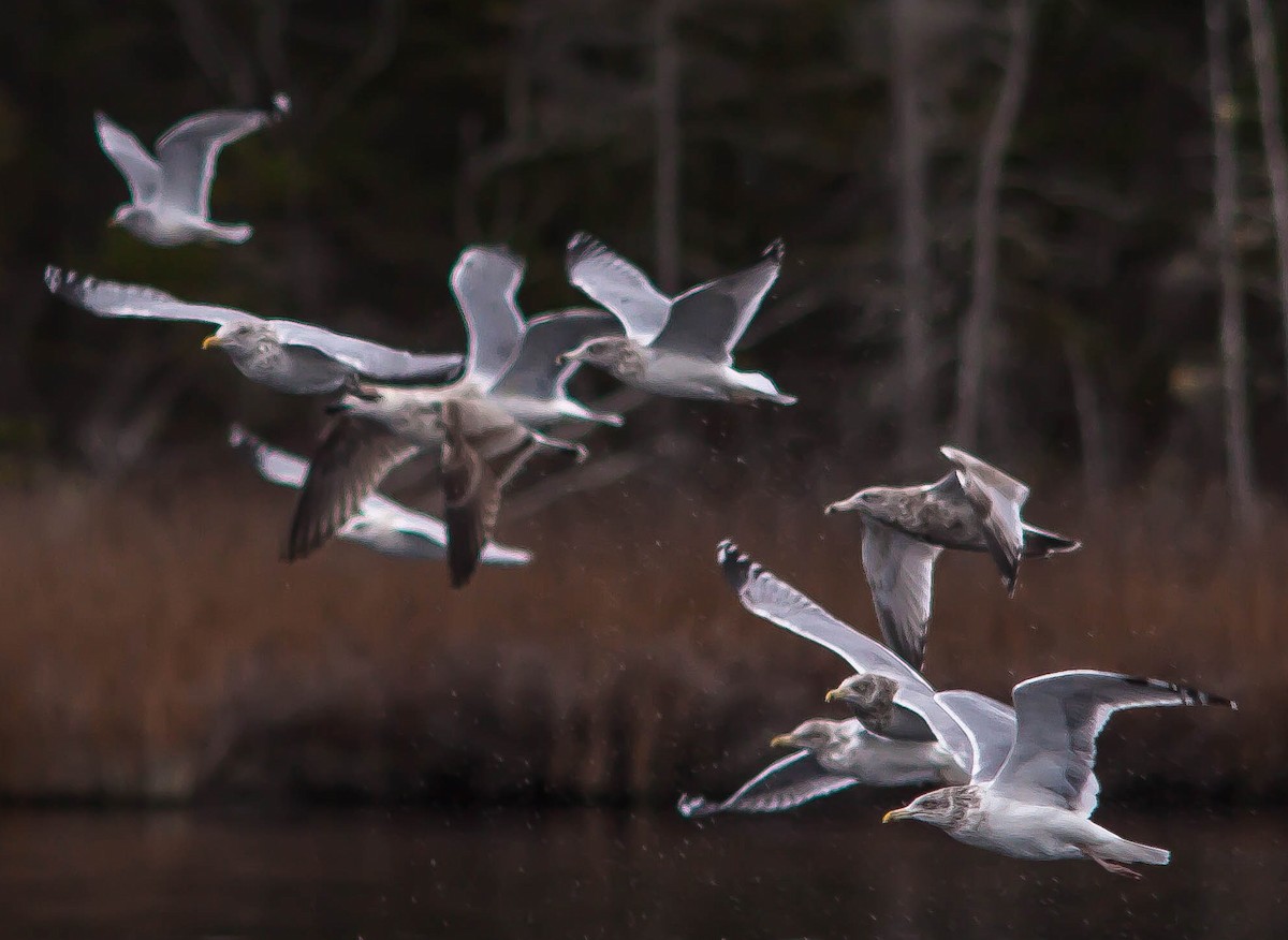 Kaio hauskara amerikarra - ML647010133