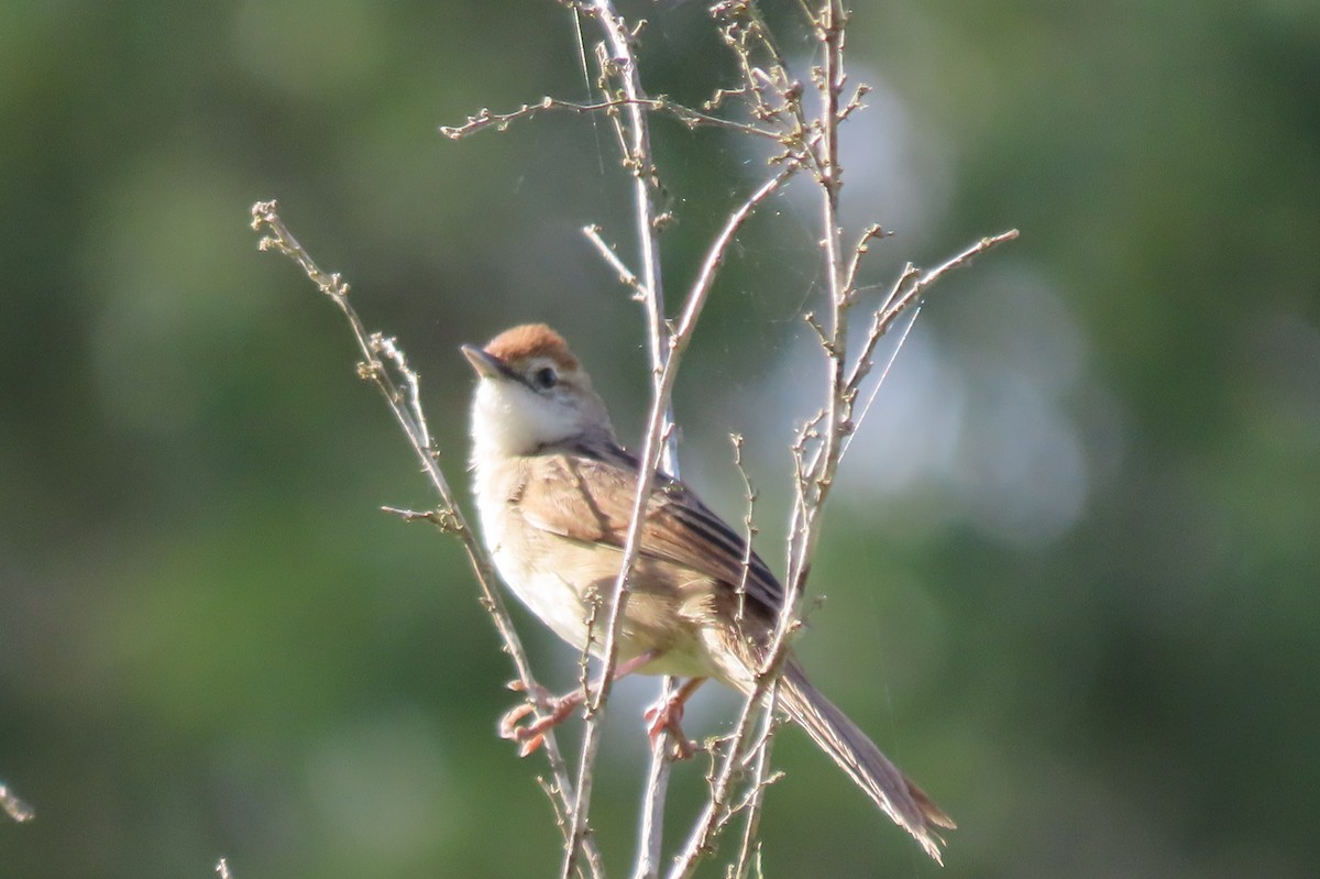 ズアカオオセッカ - ML647010145