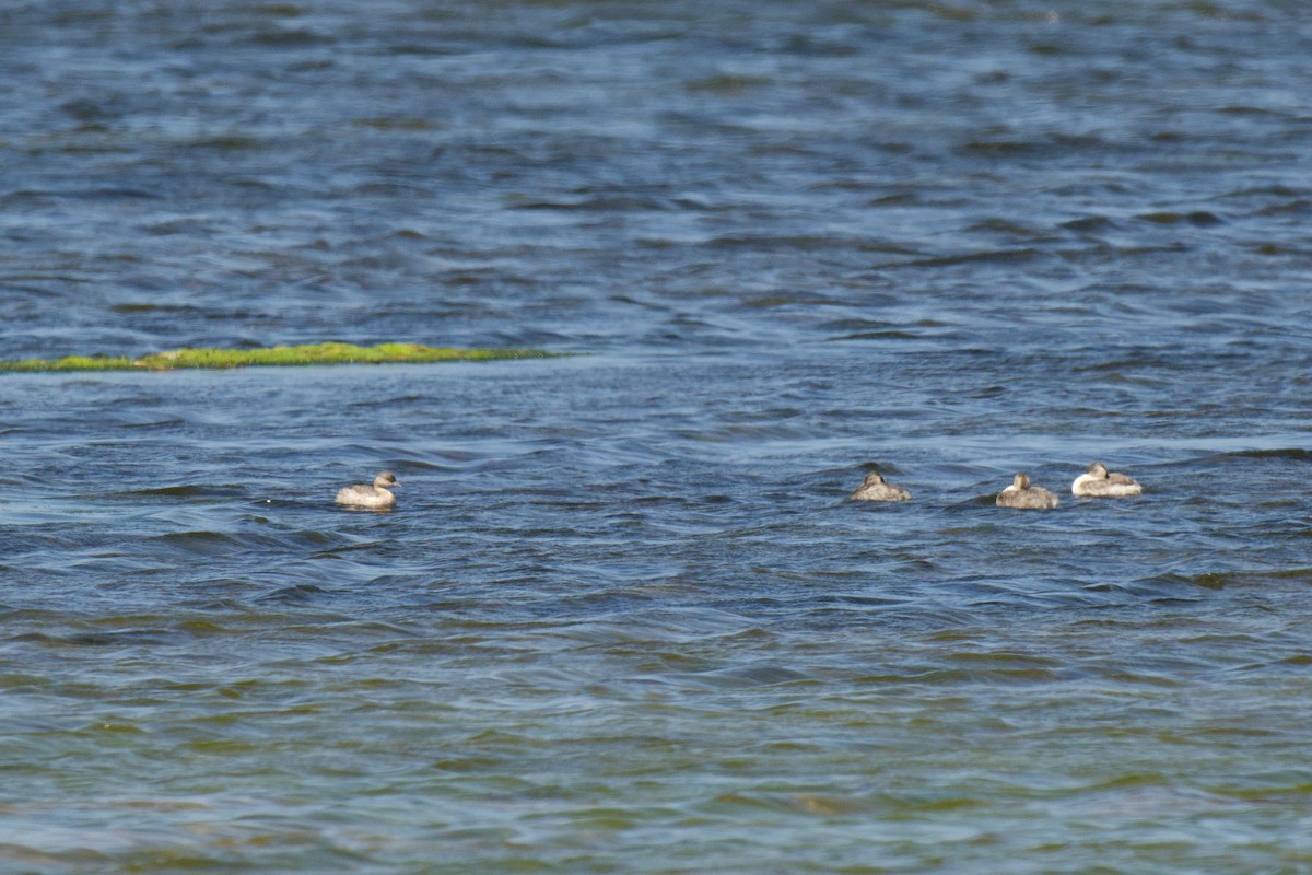 Hoary-headed Grebe - ML647010146