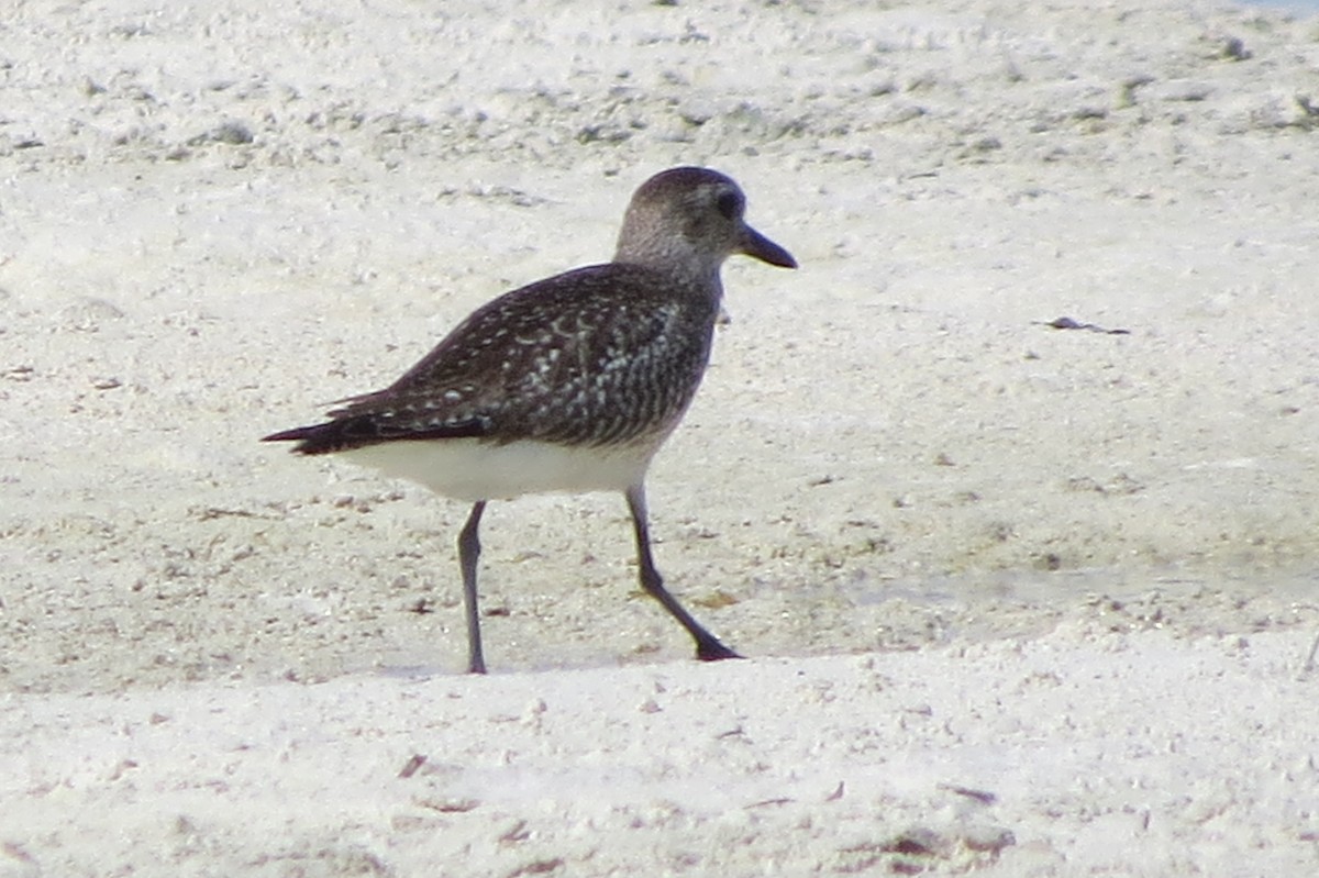 灰斑鴴 - ML647010150