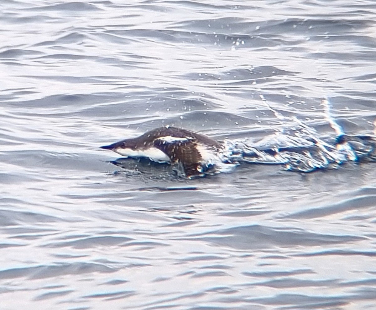 Pottorrotxo mokoluzea - ML647010155