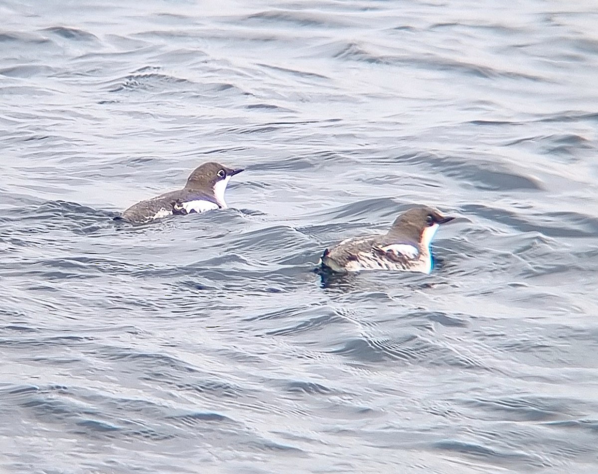 Pottorrotxo mokoluzea - ML647010156