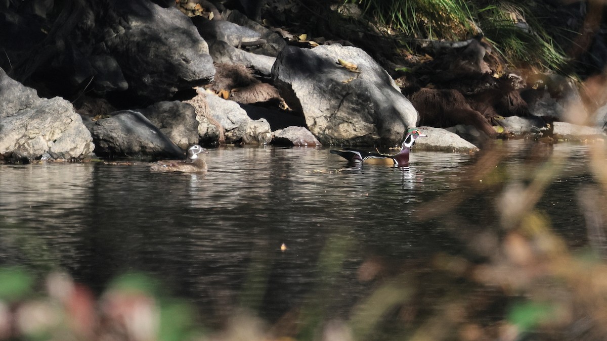 Brautente - ML647010157