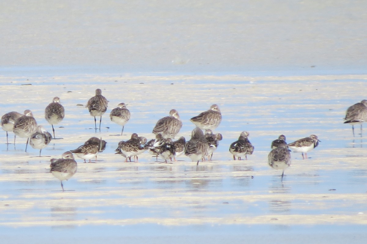 灰斑鴴 - ML647010160