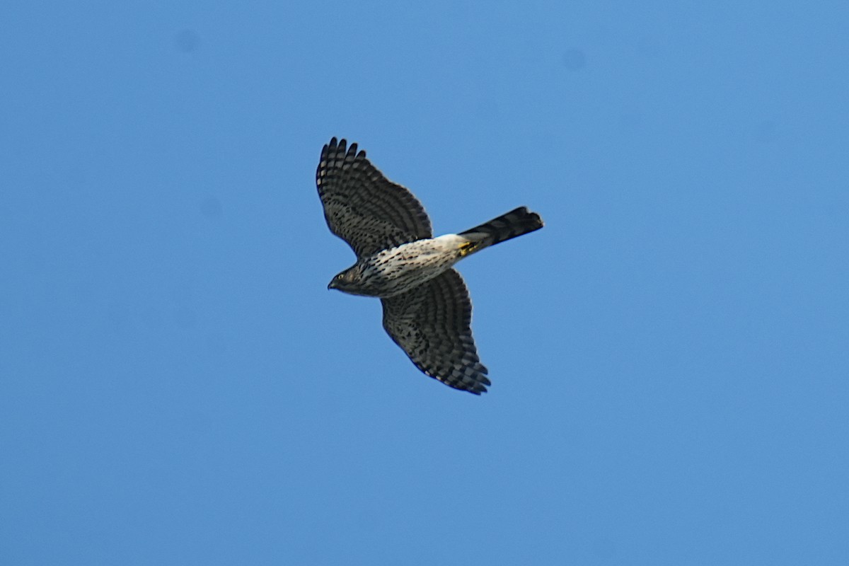 Cooper's Hawk - ML647010161