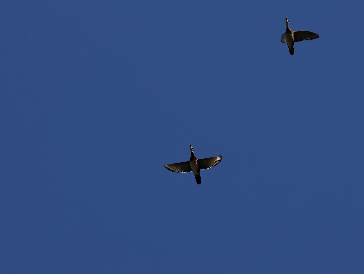 Brautente - ML647010163